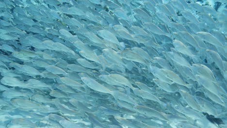escuela de peces de bajo a rayas nadando en aguas azules claras en cámara lenta en los manantiales de florida
