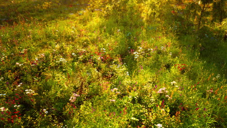 a lush meadow with wildflowers blooming under the sunlight