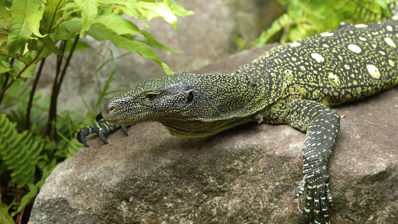 Close-up shot of a spotted green monitor lizard resting on a boulder in tropical rainforest