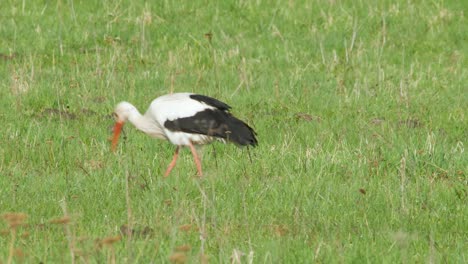 White-stork-Ciconia-ciconia-is-feeding-in-meadow-2