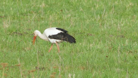 Weißstorch-Ciconia-Ciconia-Füttert-Auf-Der-Wiese-2