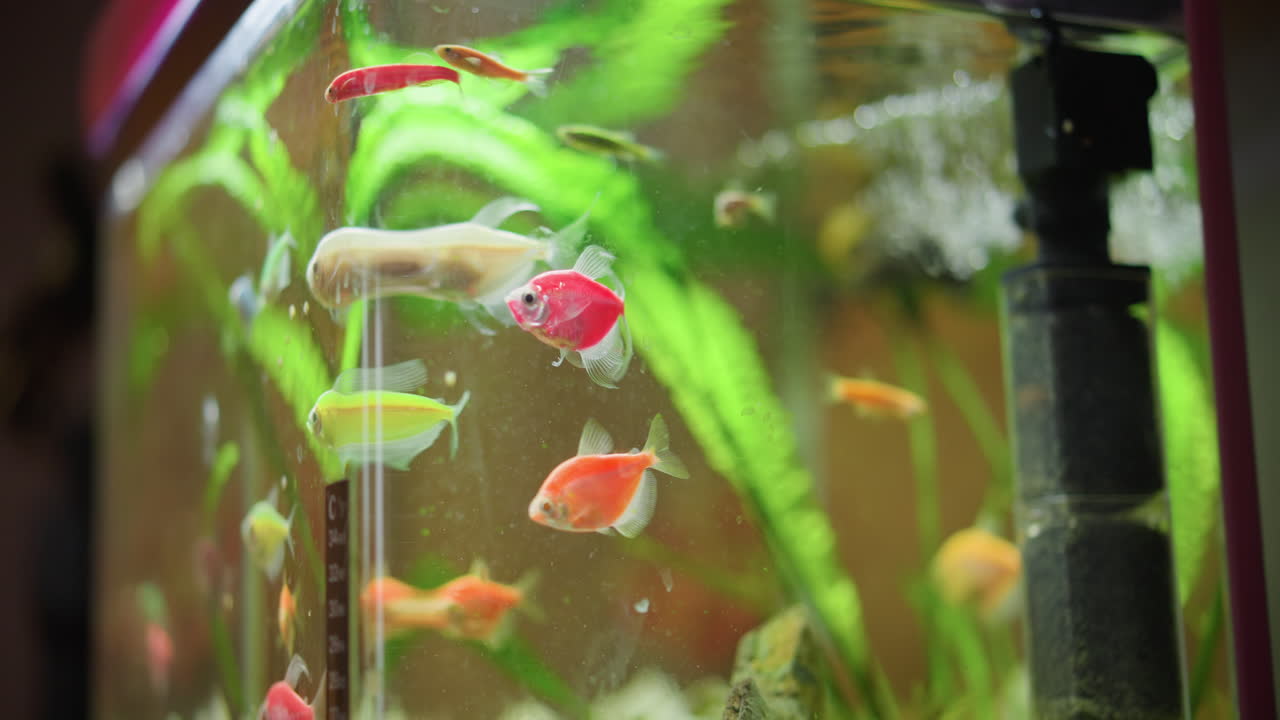 Colorful tropical fish swimming inside home aquarium with green plants filter bubbles and reflections on glass creating vibrant underwater scene with natural movement aquatic beauty and relaxing atmosphere