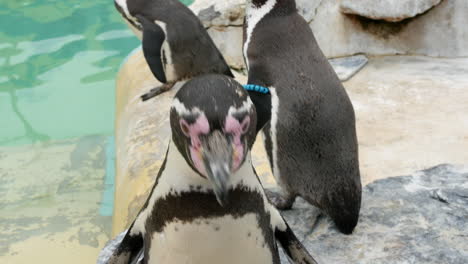 cute magellanic penguins close up next to water pool at the zoo