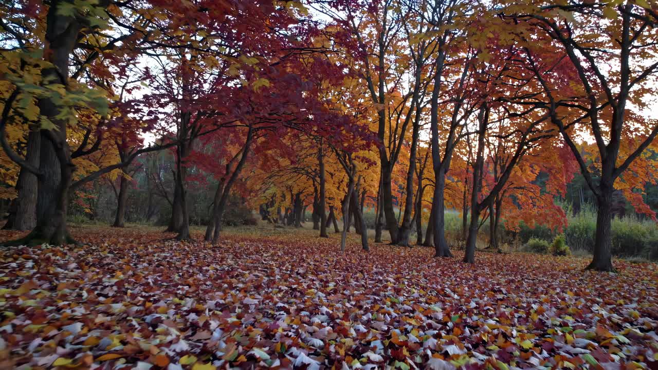 A serene autumn forest scene with vibrant red and orange leaves, captured from a low-angle, perfect