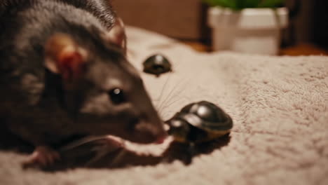 rat and turtle pets on a blanket