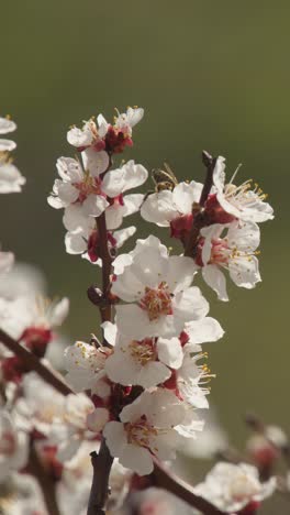 a bee flying around the almond blossom