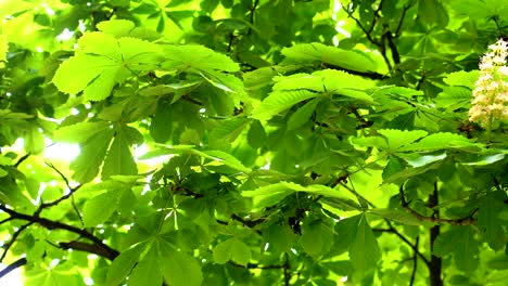 Toma-En-Cámara-Lenta-De-Hermosas-Hojas-Verdes-Meciéndose-En-El-Viento