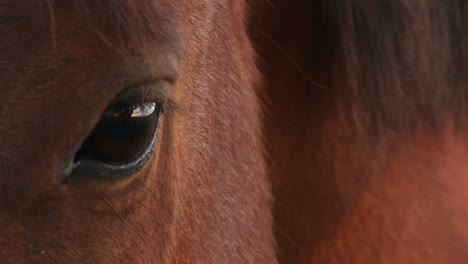 Primer-Plano-Extremo-Del-Ojo-Derecho-De-Un-Caballo