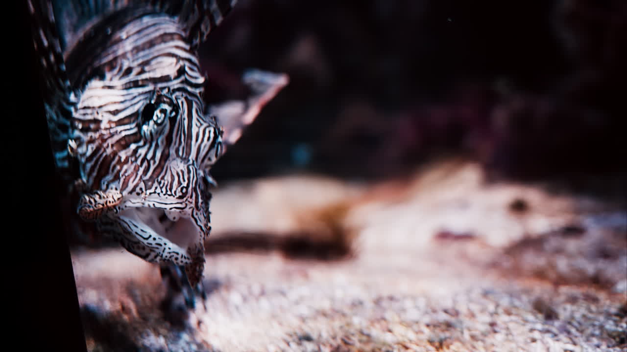 Close up of a Zebrafish swimming near coral reefs