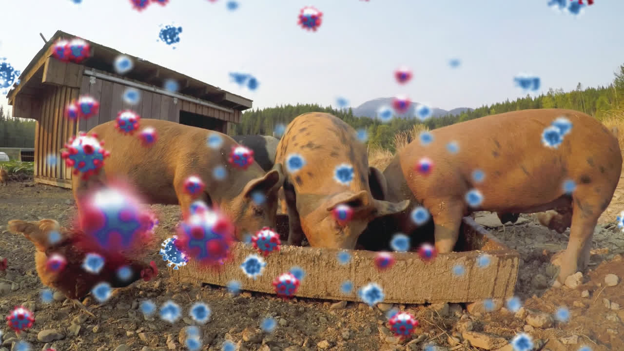 농장에서 먹는  ⁇ 과 돼지에 대한 코로나19 세포