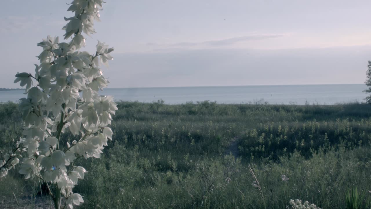 A white flowered plant shoot dances in the windy foreground as the hazy coastal beachhead behind disappears into water. A marshy wetlands near Lake Michigan in Wisconsin.