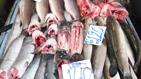 assorted fish for sale, price tag visible