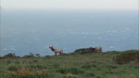 Tule-Elk-Pasear-Por-Una-Costa-De-California-Cerca-De-Point-Reyes