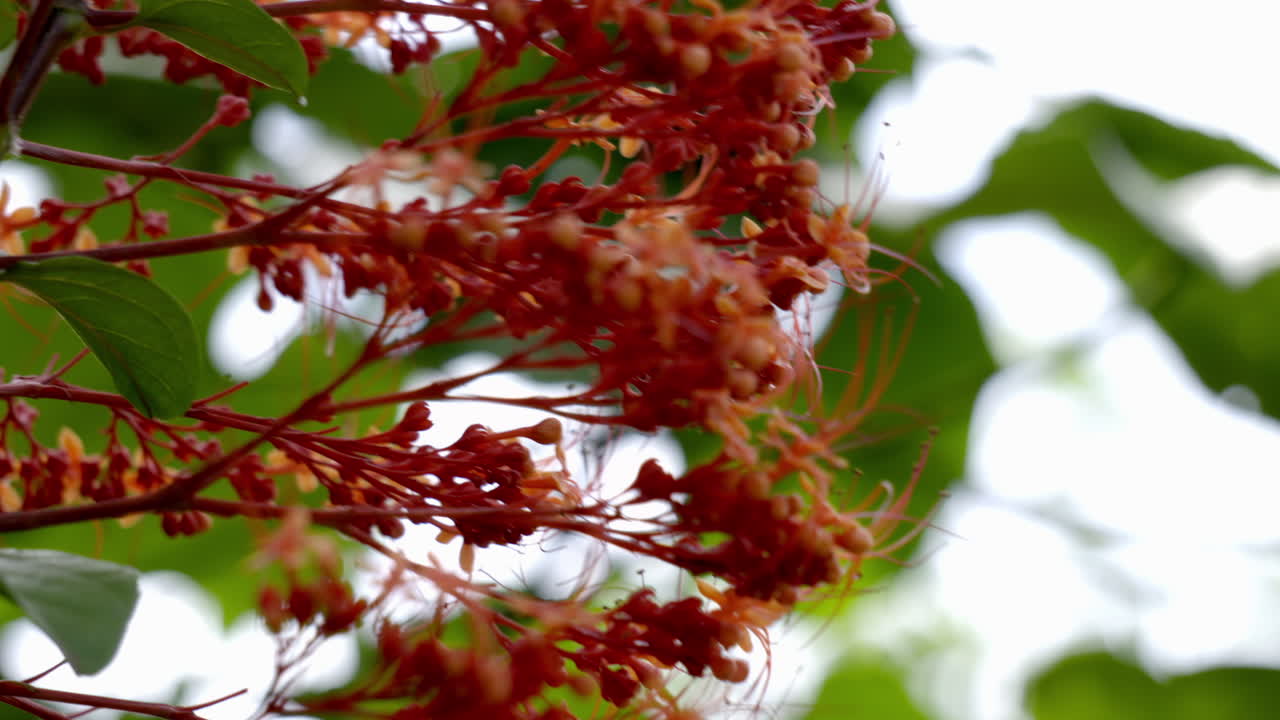 cerca de la flor del pagoda en el jardín, la flor del pagoda es una planta herbácea, flor roja con mariposa, clerodendrum paniculatum, krishnakireedom