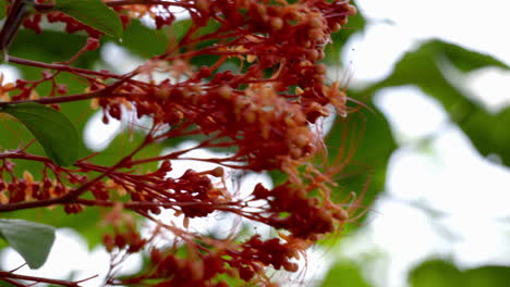 Primer-Plano-De-La-Flor-De-Pagoda-En-El-Jardín,-La-Flor-De-Pagoda-Es-Una-Planta-Herbácea,-Flor-Roja-Con-Mariposa,-Clerodendrum-Paniculatum,-Krishnakireedom