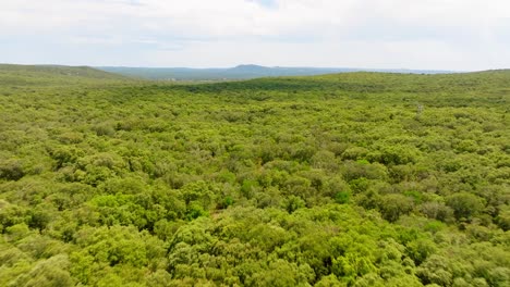 El-Vuelo-Aéreo-Revela-Un-Impresionante-Paisaje-De-Bosque-Verde-Y-Exuberante.