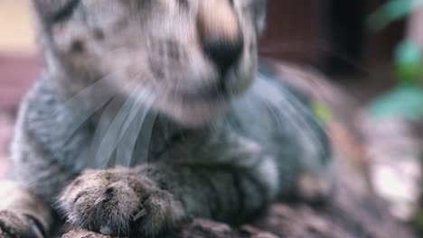 Sleepy-Cat-Resting-in-the-Garden