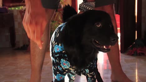 a cute black dog wearing a floral print polo shirt and posing for the camera