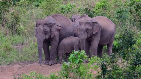 Die-Asiatischen-Elefanten-Sind-Vom-Aussterben-Bedroht-Und-Sie-Sind-Auch-In-Thailand-Beheimatet