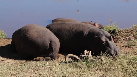 a close up view of two hippopotamus, hippo or hippopotamus amphibius resting alongside a small waterhole during the day and migration season in the ngorongoro crater tanzania