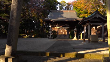 small wooden shinto shrine surrounded by trees in japan - wide shot