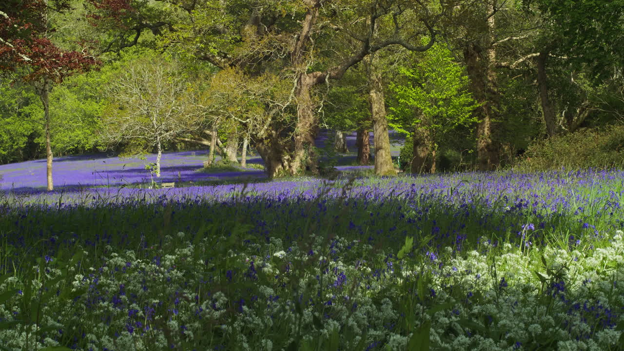 красивые цветы синеголовника на лугу в садах энис в корнуолле, великобритания