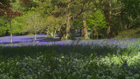 Beautiful-Bluebell-Flowers-In-The-Meadow-At-The-Enys-Gardens-In-Cornwall,-UK