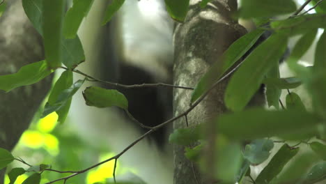 toma detallada de las manos y los pies de sifaka escalando el tronco de un árbol y luego saliendo del marco