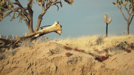 Pfanne-Mit-Joshua-Tree-Pflanzen-Auf-Sandigen-Grasbewachsenen-Hügel-Naturschutz-Mojave-Bewahren-San-Bernardino-Nationalpark-Kalifornien-Amerika