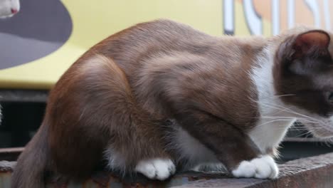 gatos callejeros