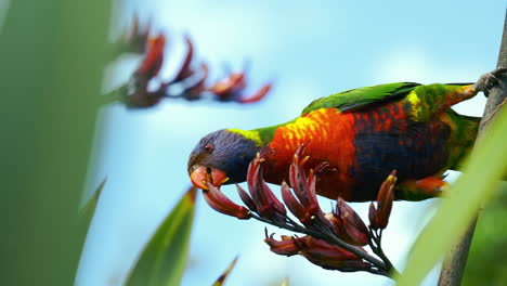 Rainbow-Lorikeet-Lory-In-Freier-Wildbahn-In-Australien