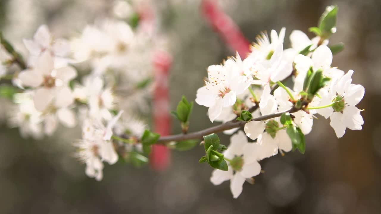 Racking focus on white blossoms bloom on a branch during spring in Sofia, Bulgaria. A red and white Martenitsa hangs in the background, a symbol of Baba Marta Day. Bulgarian tradition