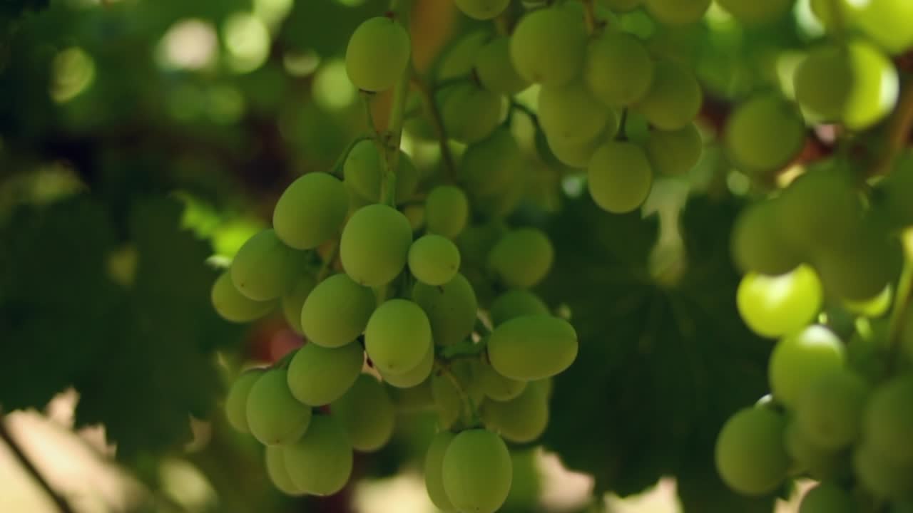 Romantico soft focus di un grappolo d'uva verde sulla vite in un vigneto soleggiato