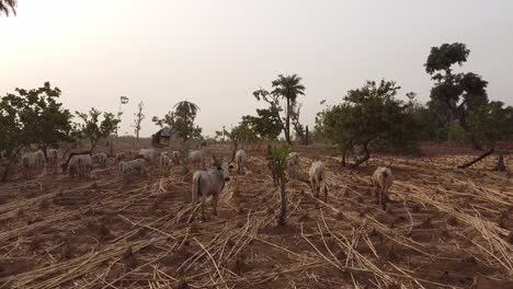 drone volando sobre el ganado en la tierra seca de áfrica en áfrica occidental