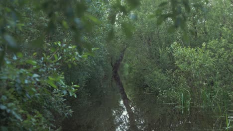 Gliding-down-through-dense-forestry-wilderness-4K