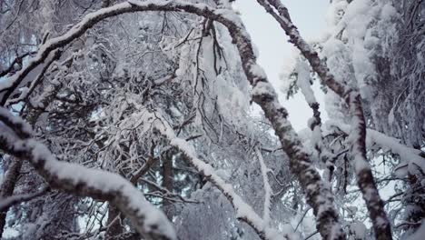 snow-covered forest with a hiker trekking during winter