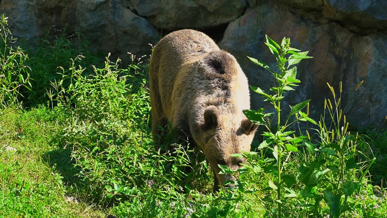 Splendide riprese HD ravvicinate di un orso bruno filmato in natura – Europa, Slovenia.