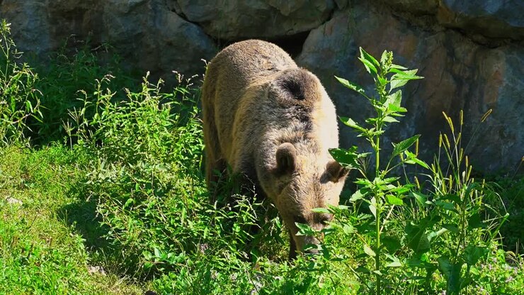 Splendide riprese HD ravvicinate di un orso bruno filmato in natura – Europa, Slovenia.