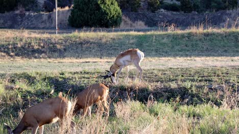 Ein-Gabelbock,-Der-In-Der-Nähe-Einer-Kleinen-Herde-Maultierhirsche-Läuft,-Während-Er-In-New-Mexico-Weidet