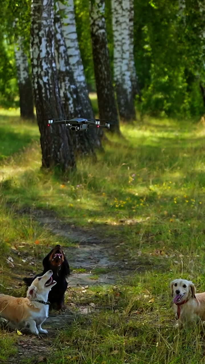 Three dogs barking ant flying dron. Dogs trying to catch quadrocopter. Video of playing dogs. Nature and trees background. Real video. Vertical video