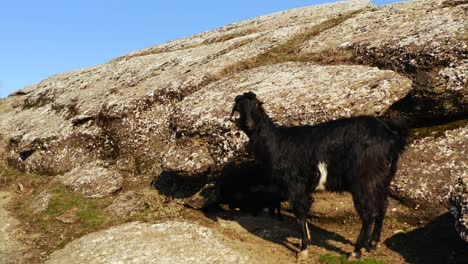 shot of baby goat and mother on rocky mountain