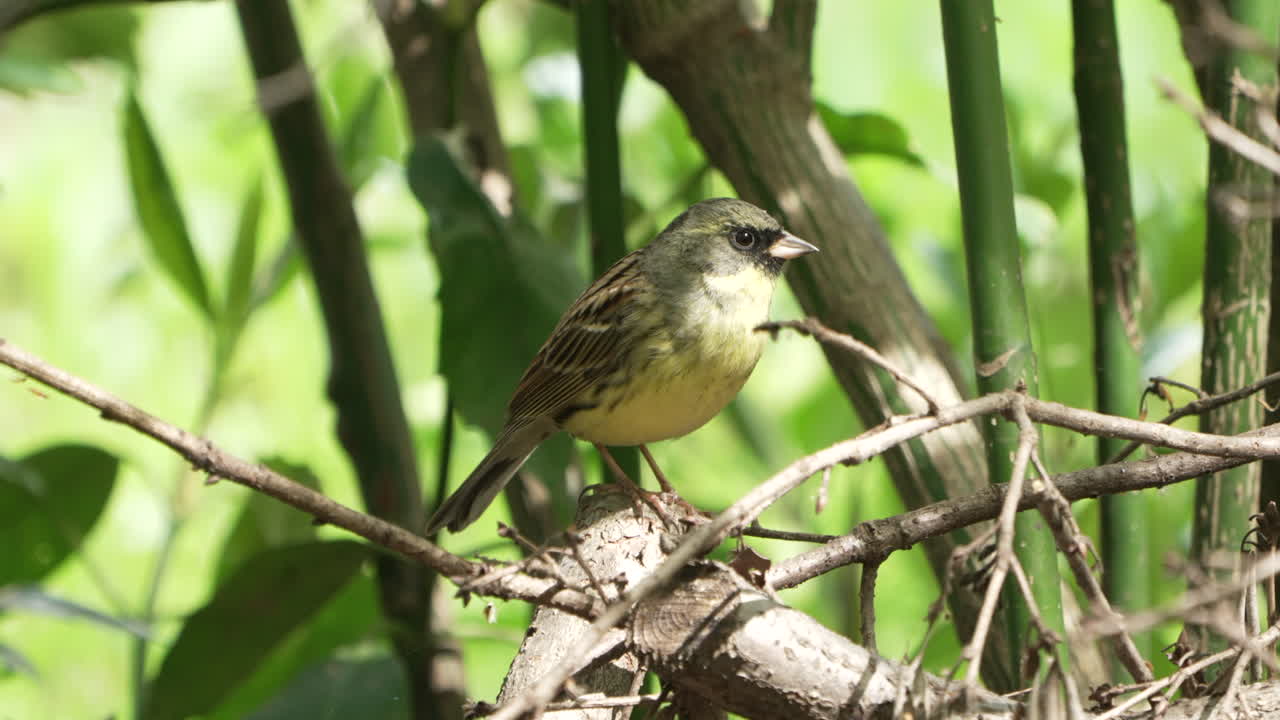 pájaro cantor empavesado de cara negra posado en una rama con follaje bokeh en el fondo en saitama, japón