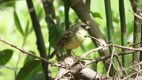 Singvogel-Mit-Schwarzem-Gesicht-Ammer-Auf-Ast-Mit-Bokeh-Laub-Im-Hintergrund-In-Saitama,-Japan