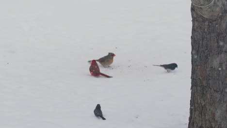 Small-birds-jumping-on-the-snowy-ground