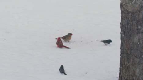 pequeños pájaros saltando en el suelo nevado