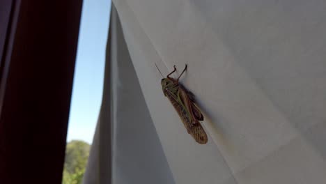 heuschrecke ruht auf zeltstoff im warragamba-wald in der nähe von sydney, australien