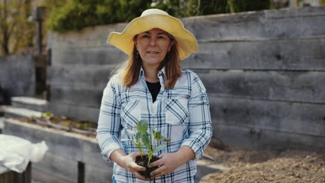 woman planting a young cabbage plant