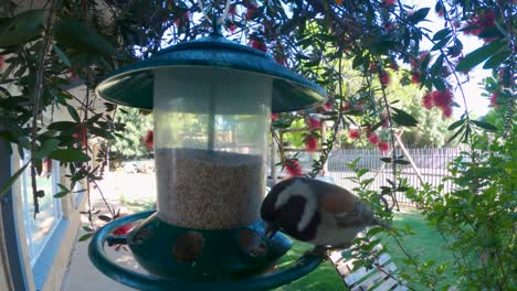 Wild-Bird-eats-seeds-in-a-container-that-a-kind-person-gave-in-front-house