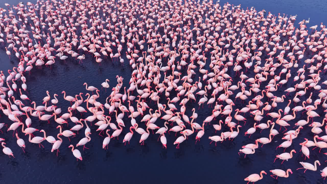 Flamingos graceful dance in the evening light over a serene wetland, reflecting nature's beauty in vibrant pink hues