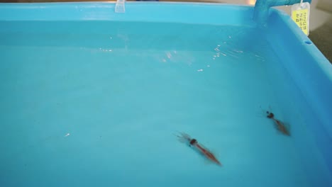 two firefly squid in small pool for display at museum